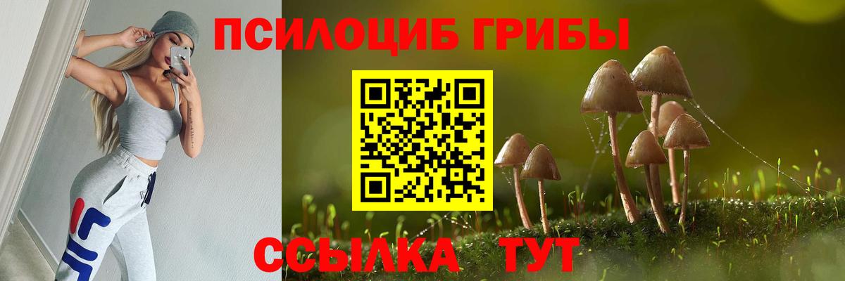 Галлюциногенные грибы Psilocybe Губкин